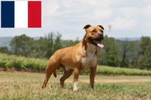 Lire la suite à propos de l’article Éleveurs d’American Staffordshire Terrier et chiots à la Réunion