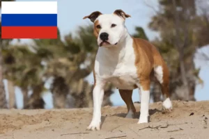 Lire la suite à propos de l’article Éleveurs de Staffordshire Terrier américain et chiots en Russie