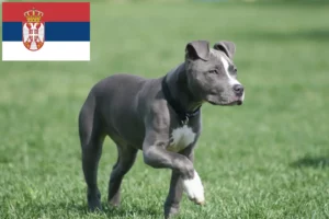 Lire la suite à propos de l’article Éleveurs de Staffordshire Terrier américain et chiots en Serbie