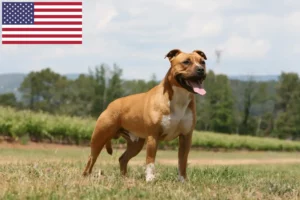 Lire la suite à propos de l’article Éleveurs de Staffordshire Terrier américain et chiots aux États-Unis