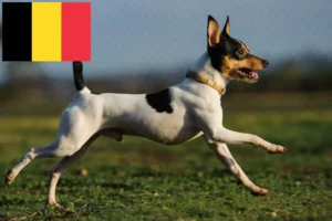 Lire la suite à propos de l’article Éleveurs d’American Toy Terrier et chiots en Belgique