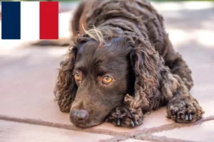 Lire la suite à propos de l’article Éleveurs d’American Water Spaniel et chiots en France