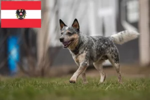 Lire la suite à propos de l’article Éleveurs de chiens de race Australian Cattle Dog et chiots en Autriche