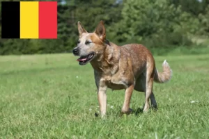 Lire la suite à propos de l’article Éleveurs de chiens de race Australian Cattle Dog et chiots en Belgique