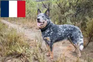 Lire la suite à propos de l’article Éleveurs de chiens de race Australian Cattle Dog et chiots en France