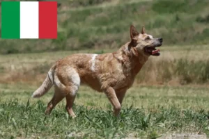 Lire la suite à propos de l’article Éleveurs de chiens de race Australian Cattle Dog et chiots en Italie