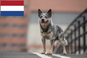 Lire la suite à propos de l’article Éleveurs de chiens de race Australian Cattle Dog et chiots aux Pays-Bas