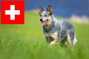 Lire la suite à propos de l’article Australian Cattle Dog éleveurs et chiots en Suisse