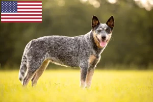 Lire la suite à propos de l’article Éleveurs de chiens de race Australian Cattle Dog et chiots aux États-Unis