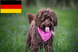 Lire la suite à propos de l’article Éleveurs de Labradoodle australien et chiots en France