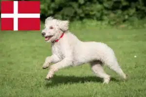 Lire la suite à propos de l’article Éleveurs de Labradoodle australien et chiots au Danemark