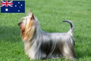 Lire la suite à propos de l’article Éleveurs de Silky Terriers australiens et chiots en Australie
