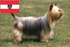 Lire la suite à propos de l’article Éleveurs de Silky Terriers australiens et chiots en Autriche