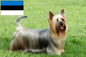 Lire la suite à propos de l’article Éleveurs de Silky Terriers australiens et chiots en Estonie