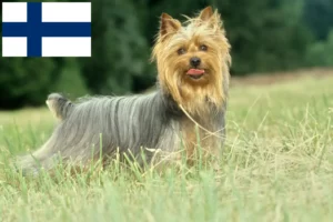 Lire la suite à propos de l’article Éleveurs de Silky Terriers australiens et chiots en Finlande