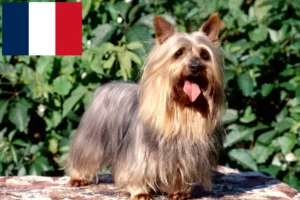 Lire la suite à propos de l’article Éleveurs de Silky Terriers australiens et chiots en France