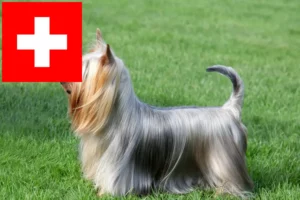 Lire la suite à propos de l’article Éleveurs de Silky Terriers australiens et chiots en Suisse