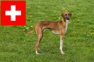 Lire la suite à propos de l’article Éleveurs d’Azawakh et chiots en Suisse