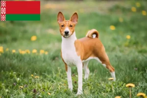 Lire la suite à propos de l’article Éleveurs de Basenji et chiots en Biélorussie