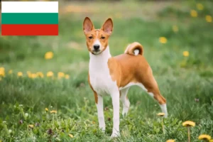 Lire la suite à propos de l’article Éleveurs de Basenji et chiots en Bulgarie