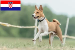 Lire la suite à propos de l’article Éleveurs de Basenji et chiots en Croatie