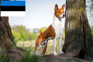 Lire la suite à propos de l’article Éleveurs de Basenji et chiots en Estonie