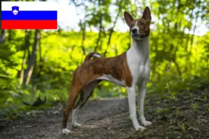 Lire la suite à propos de l’article Éleveurs de Basenji et chiots en Slovénie