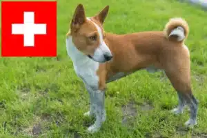 Lire la suite à propos de l’article Éleveurs de Basenji et chiots en Suisse