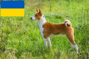 Lire la suite à propos de l’article Éleveurs de Basenji et chiots en Ukraine