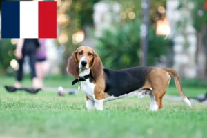 Lire la suite à propos de l’article Basset Artésien Normand Éleveurs et chiots en France