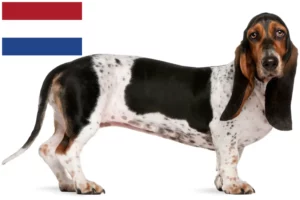 Lire la suite à propos de l’article Basset Artésien Normand éleveurs et chiots aux Pays-Bas