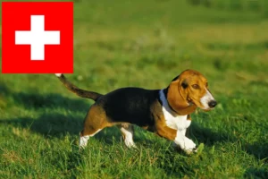 Lire la suite à propos de l’article Basset Artésien Normand Éleveurs et chiots en Suisse