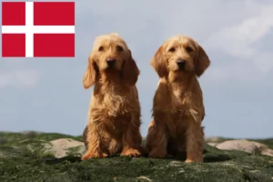 Lire la suite à propos de l’article Basset fauve de Bretagne éleveurs et chiots au Danemark