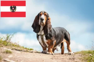 Lire la suite à propos de l’article Basset Hound éleveurs et chiots en Autriche