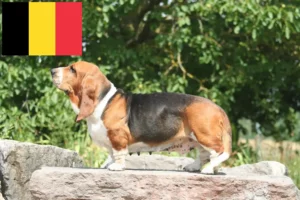 Lire la suite à propos de l’article Basset Hound éleveurs et chiots en Belgique