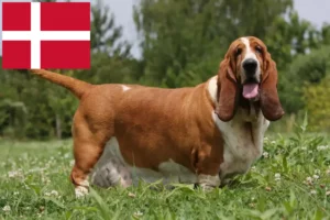 Lire la suite à propos de l’article Basset Hound éleveurs et chiots au Danemark