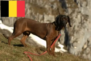 Lire la suite à propos de l’article Éleveurs de chiens de montagne bavarois et chiots en Belgique