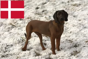 Lire la suite à propos de l’article Chien de montagne bavarois éleveur et chiots au Danemark