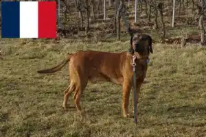 Lire la suite à propos de l’article Éleveurs de chiens de montagne bavarois et chiots en France