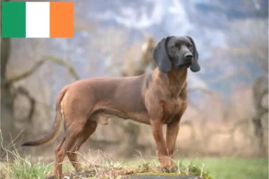 Lire la suite à propos de l’article Éleveurs de chiens de montagne bavarois et chiots en Irlande