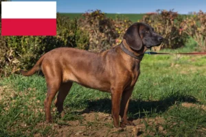 Lire la suite à propos de l’article Éleveurs de chiens de montagne bavarois et chiots en Pologne