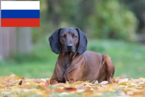 Lire la suite à propos de l’article Éleveurs de chiens de montagne bavarois et chiots en Russie