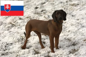 Lire la suite à propos de l’article Éleveurs de chiens de montagne bavarois et chiots en Slovaquie