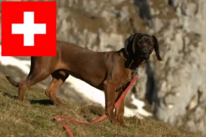 Lire la suite à propos de l’article Chien de montagne bavarois éleveur et chiots en Suisse