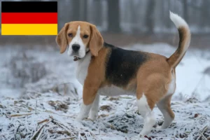 Lire la suite à propos de l’article Éleveurs de beagles et chiots en Allemagne