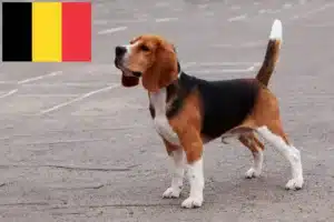 Lire la suite à propos de l’article Éleveurs de beagles et chiots en Belgique