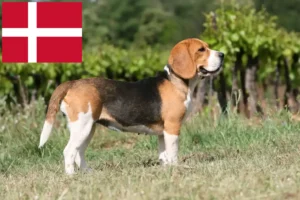 Lire la suite à propos de l’article Éleveurs de beagles et chiots au Danemark