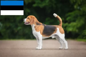 Lire la suite à propos de l’article Éleveurs de beagles et chiots en Estonie