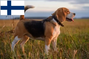 Lire la suite à propos de l’article Éleveurs de beagles et chiots en Finlande