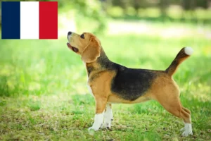 Lire la suite à propos de l’article Éleveurs de beagles et chiots en France